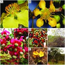 Image result for Ochna richardsiae