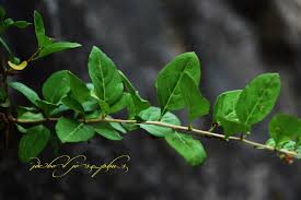 Image result for Lycium pilifolium