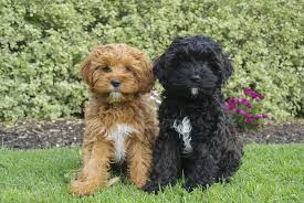 Black And Tan Full Grown Cavapoo Puppies Red And Black Toy Cavoodles Cavapoo Puppies Cute Dog Pictures Yorkie Poodle