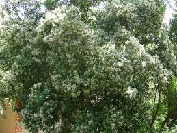 Image result for Apodytes dimidiata