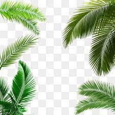 Grune Tropische Pflanzenpalmenblattgrenze Rand Clipart Palmblatt Botanik Png Und Psd Datei Zum Kostenlosen Download Leaf Clipart Gold Wallpaper Background Leaves