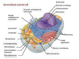 Water enters through minute pores (ostia) in the body wall into. Chapter 4 A Tour Of The Cell Ppt Download