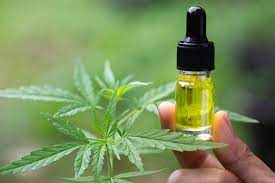 Best CBD Oil: Top 5 CBD Brands To Buy in 2022 - Blog The Island Now