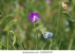 Image result for Lathyrus hirsutus
