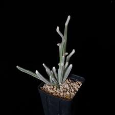 Image result for Cissus humbertii