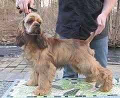 Black And Brown Cocker Spaniel Chocolate Sable Cocker Spaniel Beautiful Dog Breeds Cocker Spaniel Puppies Black Cocker Spaniel