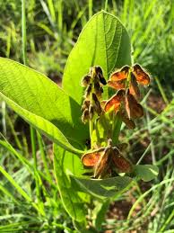 Image result for Crotalaria cylindrocarpa