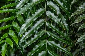 Image result for Lomariopsis