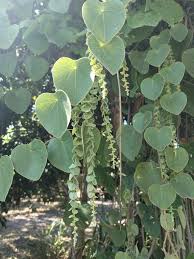 Image result for Cissampelos mucronata