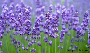 Wanginya yang semerbak ini banyak dimanfaatkan untuk pengharum ruangan. Cara Menanam Bunga Lavender Dan Tips Budidaya Lengkap Juraganhobi Com