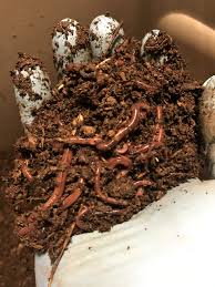 Image result for Red Wigglers