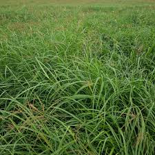 Image result for Chloris gayana