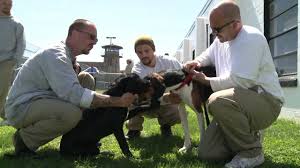 Maybe you would like to learn more about one of these? Puppies On Parole In State Prison Youtube