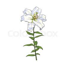 At this stage of our free art lesson, we make a slight and barely noticeable sketch with the help of a hard pencil. Single Hand Drawn White Lily Flower Stock Vector Colourbox