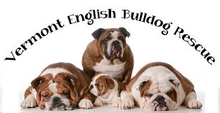 Thank you for choosing to adopt! Pets For Adoption At Vermont English Bulldog Rescue In Williston Vt Petfinder