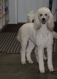 Black And White Tuxedo Standard Poodle Welcome To Our Standard Poodle Females Page Please Take A Look At Our Female Standard Poodles F Standard Poodle Poodle Puppy Standard Poodle Puppies For Sale