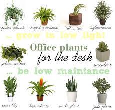 Low Light Plants For Office Desk Find A Way By Jwp Office Plants Desk Office Plants Desk Plants