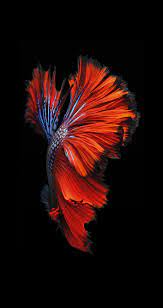 Sfondi Iphone Cerca Con Google Wallpaper Hidup Iphone Wallpaper Gelap Wallpaper Iphone