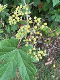 Image result for Vitis