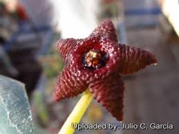 Image result for Tridentea