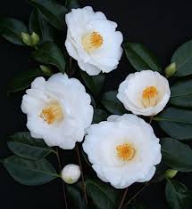 Poyntons Nursery And Garden Centre Plants Camellias Camellia Flower Beautiful Flowers Camellia