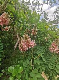 Image result for Indigofera kirkii