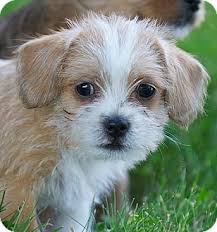 Yorkie shitzu mix puppies for sale ontario. Providence Ri Shih Tzu Meet Pnut A Pet For Adoption