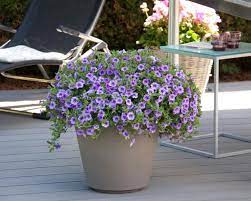 Jis yra labiau ribotas spalvų diapazonas nei petunijos, smulkesnės žalumynai, trapi įprotis ir daug mažų gėlių, kai žydi. Calibrachoa How To Plant Grow And Care For Million Bells Flower Hgtv