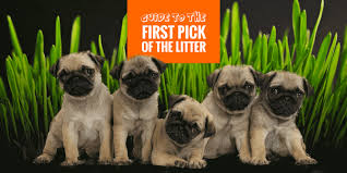 More stories for a litter of puppies » First Pick Of The Litter Definition Faq Puppies To Pick Avoid