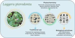 Image result for Laggera