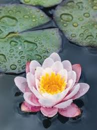 Personalize your mobile with the beautiful lily wallpapers and have an unusual ambiance and mood. Water Lily Old Mobile Cell Phone Smartphone Wallpapers Hd Desktop Backgrounds 240x320 Date Images And Pictures