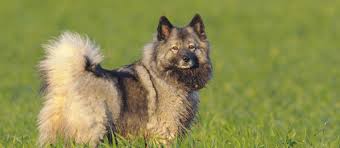 Puppies & dogs for sale. Keeshond Puppies For Sale Greenfield Puppies