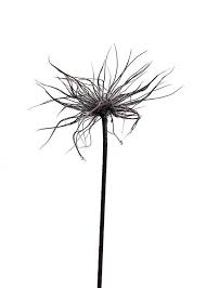 Black And White Art Prints Uk Thistel Poster In The Group Posters Prints Sizes 21x30cm 8 3x11 8 Art Prints Uk Wildflower Drawing Thistles Art
