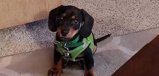 Maybe you would like to learn more about one of these? Teens Hold Denver Couple At Gunpoint Steal 2 Month Old Mini Dachshund Fox31 Denver