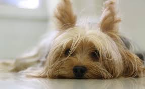 Yorkie Names 135 Sweet Sassy Ideas My Dog S Name Simple stay at home hand drawn. yorkie names 135 sweet sassy