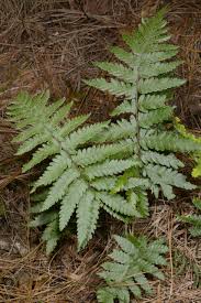Image result for Arthropteris orientalis