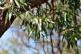 Image result for Faurea saligna