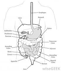 In fish, the divisions of the small intestine are not as clear, and the terms anterior intestine or proximal intestine may be used instead of duodenum. What Is A False Rib With Pictures