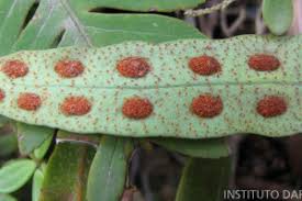 Image result for Pleopeltis macrocarpa