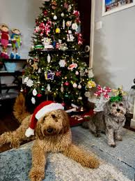 Shelby The Dog Lady added a new photo.