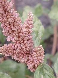 Image result for Amaranthus deflexus