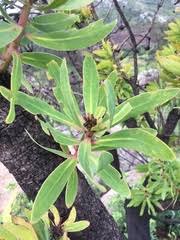 Image result for Indigofera ormocarpoides