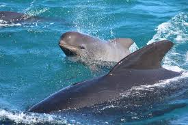 Gerelateerde afbeelding