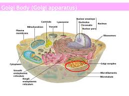 Animal cells are of various sizes and have irregular shapes. Cell Structure Common Features Of Cells Ppt Video Online Download