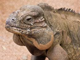 Currently, he is considered one of the most successful breeders in the world for. A Close Up Of A Rhino Iguana Puzzle For Sale By Derrick Neill