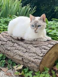 Les cuisines Martinelli s'exposent à l'Élysée