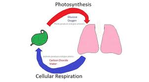 Photosynthesis And Cellular Respiration At The Atomic Level