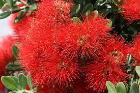 White flowering trees identification nz. Flowering Tree Identification Flowering Rata Tree Of New Zealand New Zealand World Landscapes Flowering Trees Flowers Tree Identification