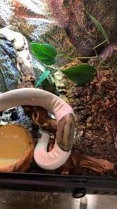 Bioactive Ball Python Vivarium Video Ball Python Pet Reptile Enclosure Bioactive Vivarium