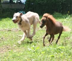 The Irish Wolfhound Propuppy